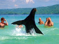 Swimming with Sea Lions in Samana Bay at Cayo Levantado Island... Attractions and Things To Do in Samana, swim with a sea lion in the ocean at famous Cayo Levantado ( Bacardi Island )