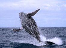Observation de Baleines à Bosses dans la Baie de Samana. Les Baleines sont en migration à Samana tous les années du 15 Janvier à 15 Mars.