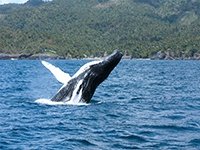 Whale Watching Tour in Samana Dominican Republic.